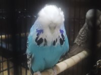 Maşallah show jumbo muhabbet kuşu damızlık ve yavrular
