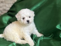 Bichon frise nadir orjinal güzellikleri var