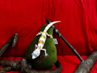 Morph garantili leopard gecko