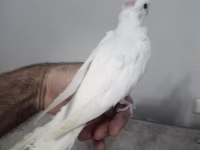 Evcil Albino Sultan Papağanı Yavrular