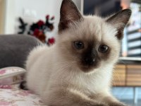 ÇOK OYUNCU Scottish / British fold Blue point Yavrular