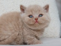 Bebek Surat Lilac British Shorthair 