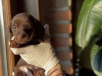 Chocolate tan ve chocolate merle dachshund yavruları