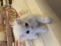 Scottish fold