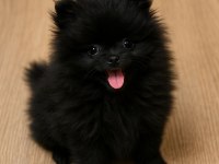 Simsiyah nadir renk pomeranian boo yavrular