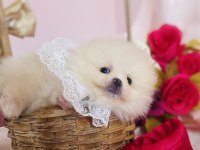 Pomeranian Boo Dişi ve Erkek Yavrular