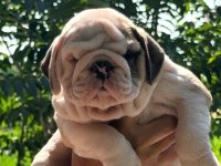 TOMBİŞ BULLDOG ÇOCUKLAR