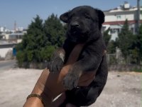 Koyu Renk Belçika Kurdu Yavrusu