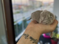 scottish fold yavru