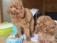 ÖZEL T-CUP DİŞİ POODLE TEDDY FACE / 1,5 KG