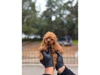 POODLE YAVRULAR