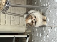 Pomeranian Boo Ayı Surat Vasıflı Yavrular