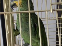 Çok uygun amazonica papağanı