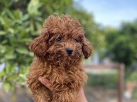 8 ay ve 1,5 yaş dişi toy poodle köpekler