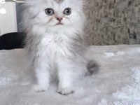 Aslan Parçası British Longhair