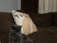 British Shorthair Kedisi