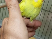 yavru yeni düşmüş Jumbo erkek muhabbet kuşu