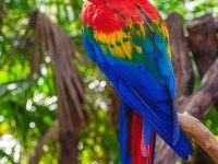 Ara Macaw Enfsane renk seçenekleri