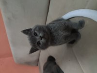 British shorthair yavru
