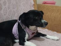 Dişi Rus Finosu Köpeğimiz