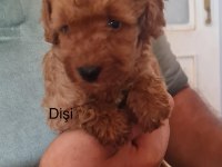Toy poodle bebekler iki aylık