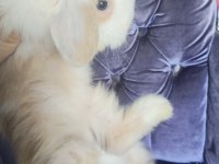 Orjinal Hollanda teddy lop yavru tavşanlar
