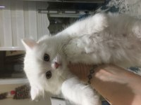 British longhair yavrular