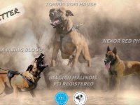 KIF/FCI A şecereli malinois köpeklerimiz ailelerine hazır