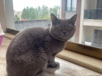 British shorthair 18 aylık erkek