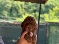 Show Kalite Toy Poodle Köpekler