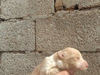 Border collie bebekler