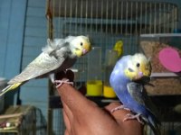El beslemesi rainbow japones yavru muhabbet kuşları