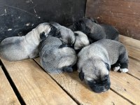 Yavru anadolu çoban köpekleri
