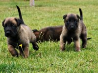 Mükemmel Belçika Malinois Yavrular