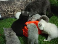 Yavru Bebiş Kediler Sahiplenme