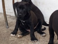 A sınıf yavru köpeklerimiz