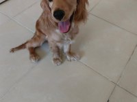 5 aylık yavru cocker köpeğimizi sahiplendirmek istiyoruz