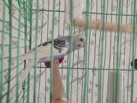 4 Aylık Erkek Muhabbet Kuşu