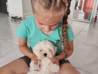Maltese Terrier Adrese Teslim, Kapıda Ödeme Yapabilirsiniz