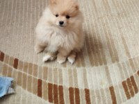 2 aylık dişi pomeranian yavrumuz (yuva arıyor)