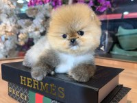 Micro pomeranian boo