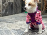 4 aylık havanese terrier