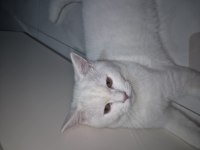 4 aylık beyaz erkek british shorthair