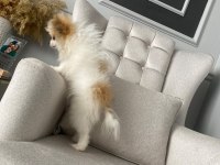 Uyguna tahin nedeniyle orjinal pomeranian