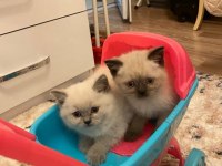 British shorthair Yavrularımız sahiplendirilecektir
