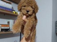 Eşsiz poodle köpeklerimiz