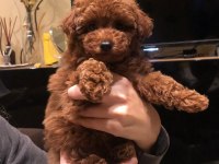 TOY POODLE YAVRULARI