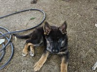 Orjinal siyah maske alman çoban köpeği yavruları