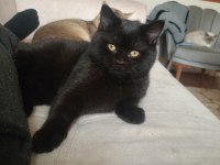 3 aylık erkek british shorthair