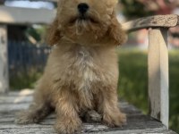 Maltipoo tüy dökmez ve büyümez
